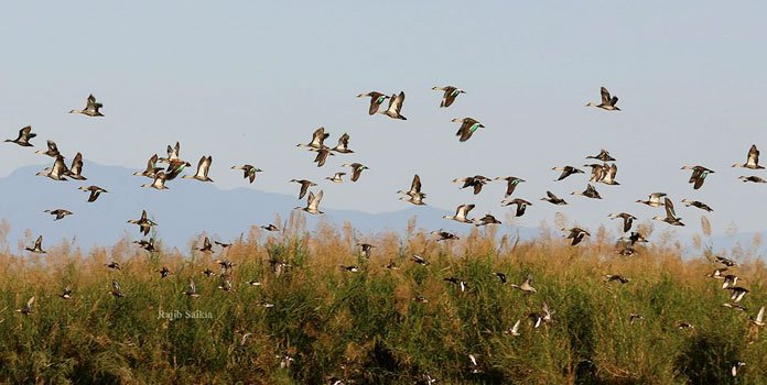 Dibru Saikhowa National Park